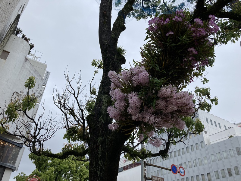 /posts/2022/2022-05-08-flowers-on-tree.jpg